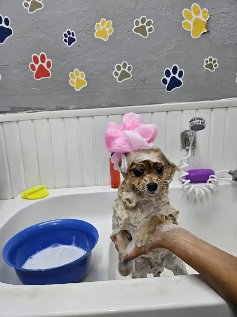 PAWOS Pet Kuaför - Pet Shop fotoğraf 4