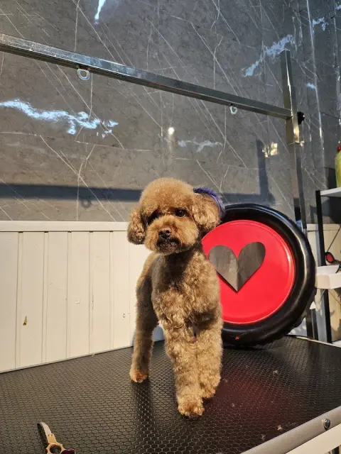 PAWOS Pet Kuaför - Pet Shop fotoğraf 5