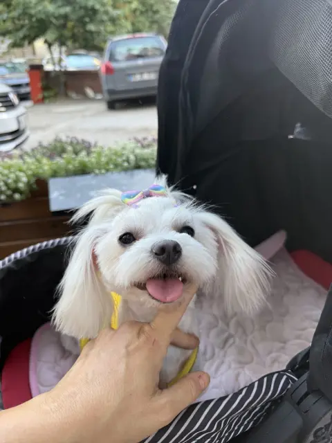 Pet Kuaför Olga fotoğraf 2