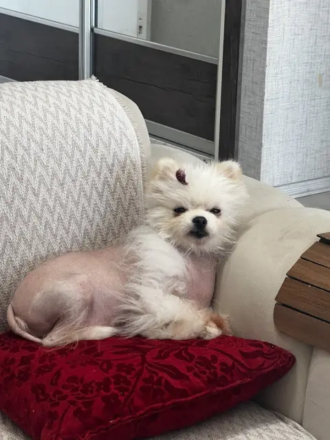 Pet Kuaför Olga fotoğraf 3