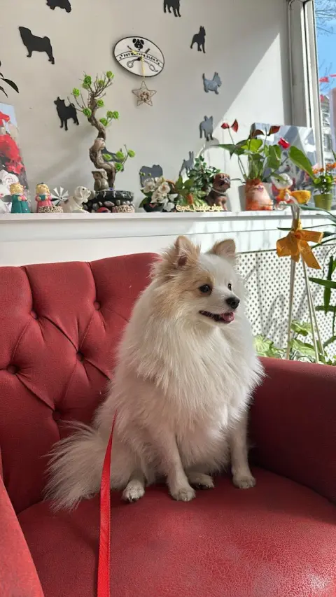 Pet Kuaför Olga fotoğraf 4