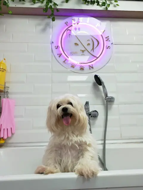 Peti Paws | Pet Kuaför fotoğraf 3