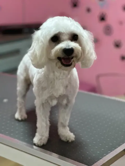 Maya Pet Kuaför fotoğraf 2