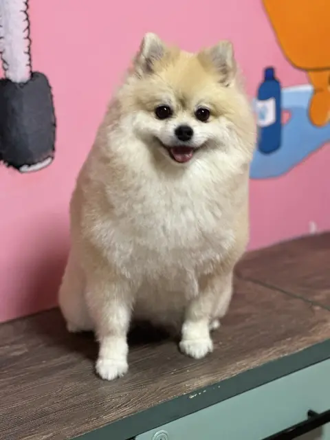 Maya Pet Kuaför fotoğraf 3