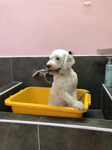 Maya Pet Kuaför fotoğraf 4