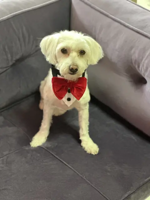 Maya Pet Kuaför fotoğraf 5