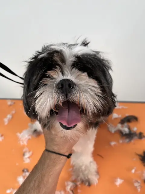 DÜZCE PET KUAFÖRÜ&PETSHOP&PET OTELİ fotoğraf 4