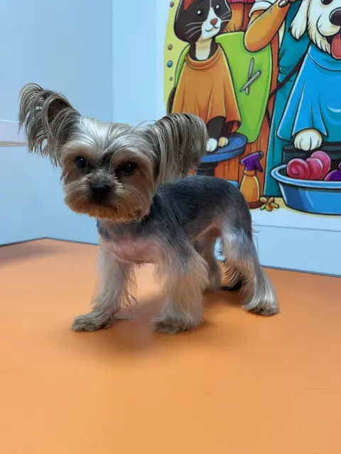 DÜZCE PET KUAFÖRÜ&PETSHOP&PET OTELİ fotoğraf 5