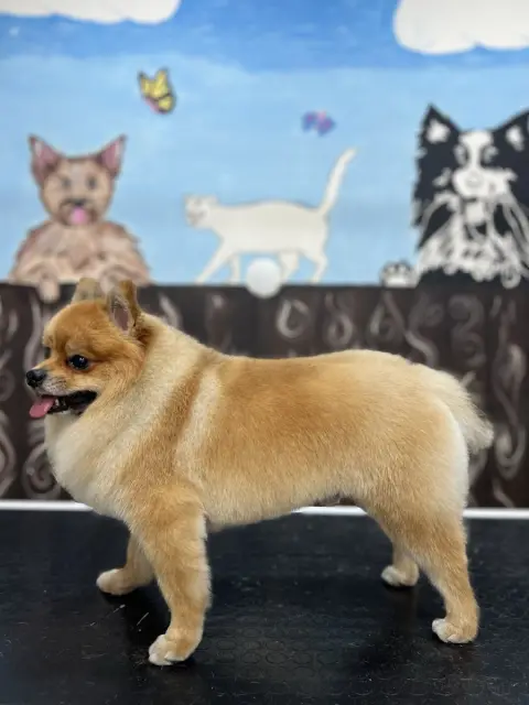 Petkuaför Yasin fotoğraf 5