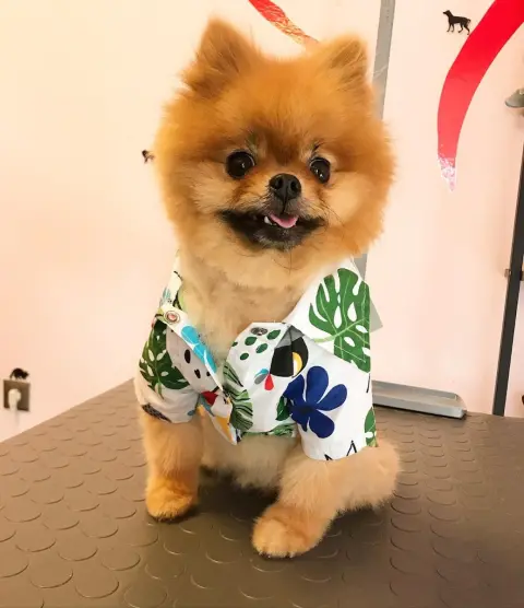 Pet Kuaför Ataşehir fotoğraf 2
