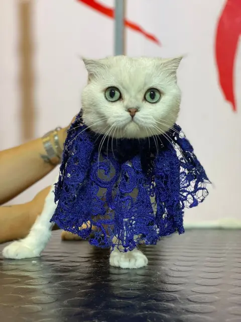 Pet Kuaför Ataşehir fotoğraf 3