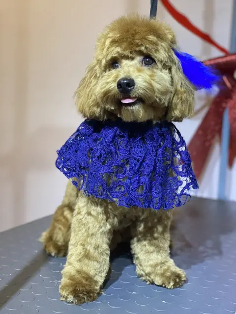 Pet Kuaför Ataşehir fotoğraf 4
