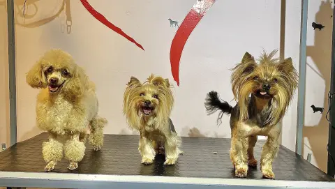 Pet Kuaför Ataşehir fotoğraf 5