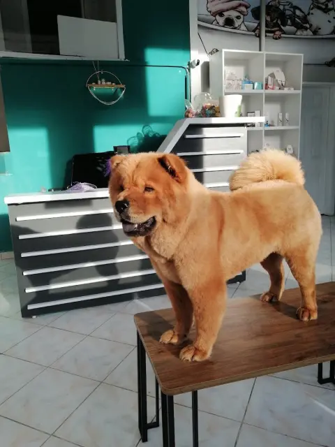 Betty Pet Kuaför & Butik fotoğraf 2