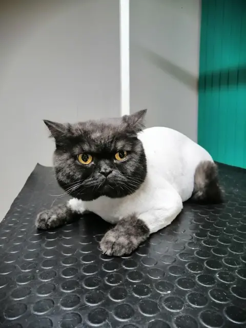 Betty Pet Kuaför & Butik fotoğraf 3