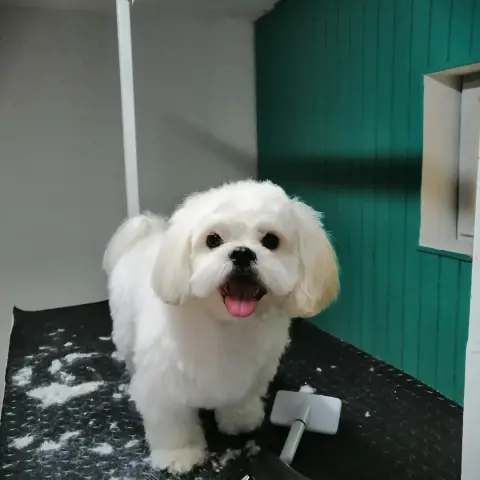 Betty Pet Kuaför & Butik fotoğraf 4