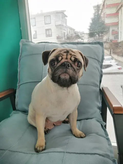 Betty Pet Kuaför & Butik fotoğraf 5