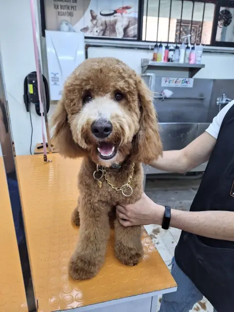 BONİTA PET KUAFÖR VE PET SHOP / ÇEKMEKÖY fotoğraf 4