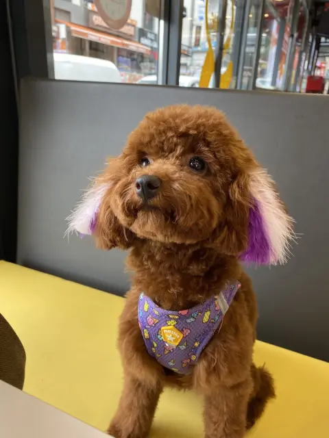 BONİTA PET KUAFÖR VE PET SHOP / ÇEKMEKÖY fotoğraf 5