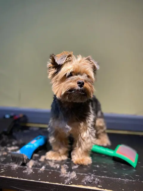 Ata Pet Kuaför | Kedi - Köpek Kuaförü fotoğraf 2