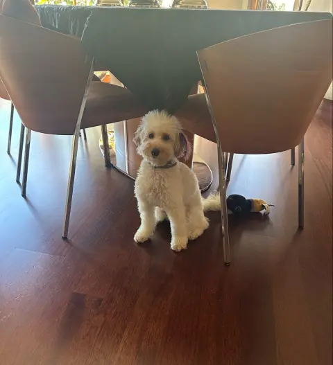 Ata Pet Kuaför | Kedi - Köpek Kuaförü fotoğraf 3