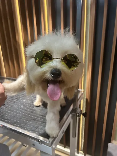 Ata Pet Kuaför | Kedi - Köpek Kuaförü fotoğraf 5