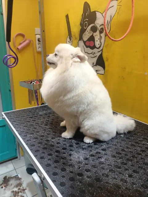 DuSi Pet Kuaför & PetShop