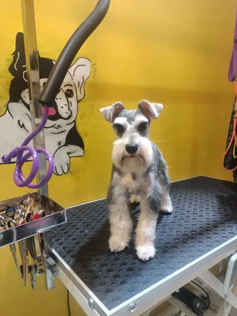 DuSi Pet Kuaför & PetShop fotoğraf 2