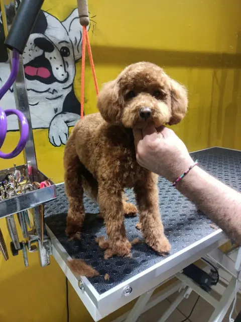 DuSi Pet Kuaför & PetShop fotoğraf 3