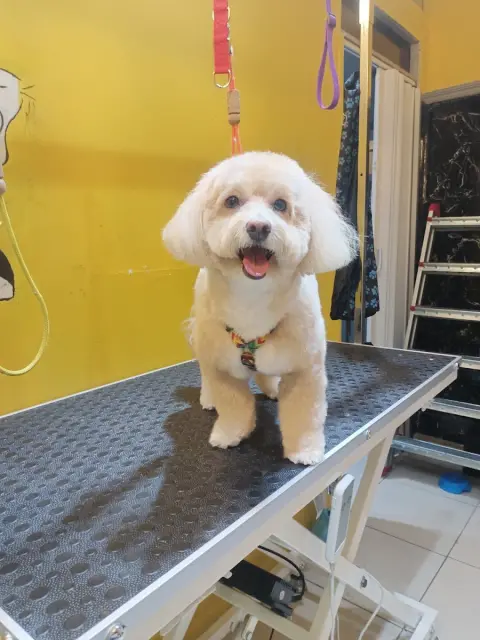 DuSi Pet Kuaför & PetShop fotoğraf 4