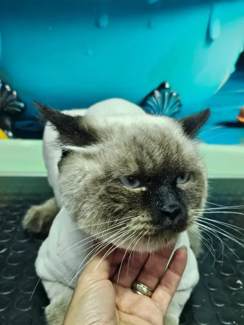 Zo Zo Pet Shop - Pet Kuaför fotoğraf 3