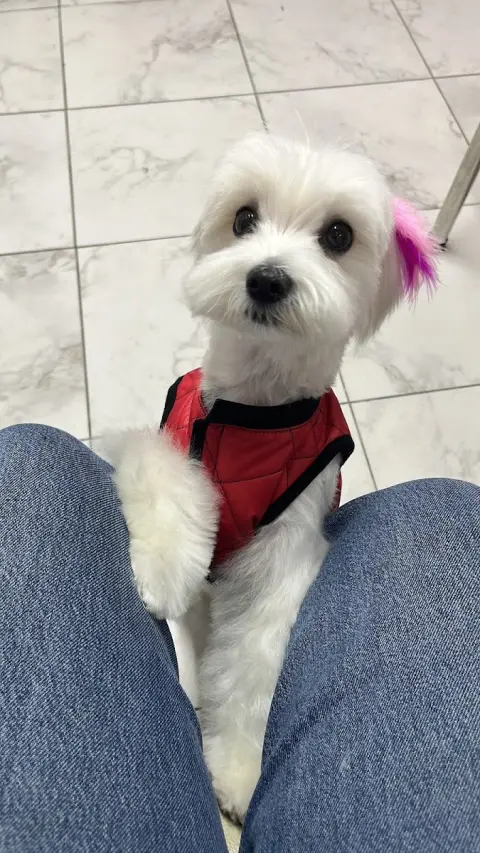 PETCO PET KUAFÖR fotoğraf 2