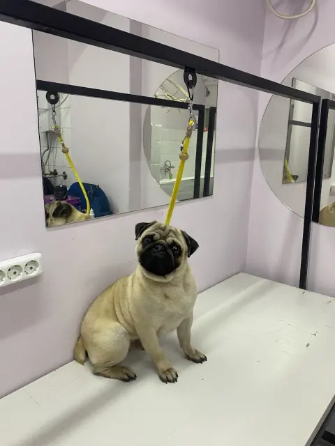 PETCO PET KUAFÖR fotoğraf 3