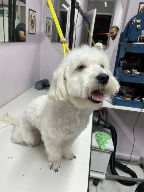 PETCO PET KUAFÖR fotoğraf 4