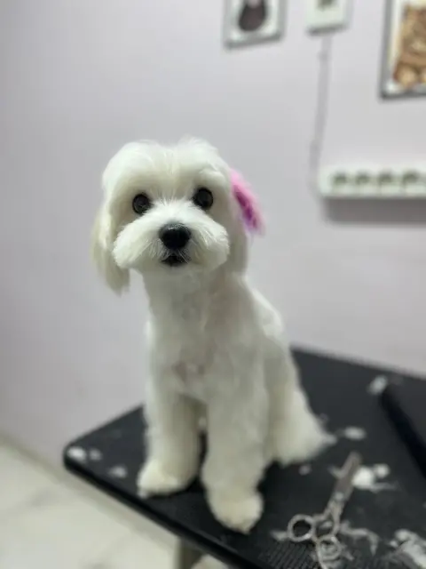 PETCO PET KUAFÖR fotoğraf 5