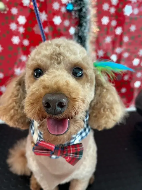 VooVPETS Pet Kuaför & Spa & Pet Shop Alacaatlı fotoğraf 2