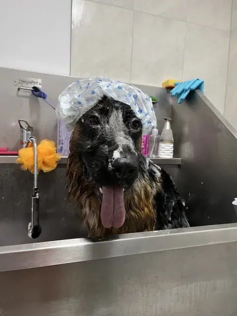 VooVPETS Pet Kuaför & Spa & Pet Shop Alacaatlı fotoğraf 3