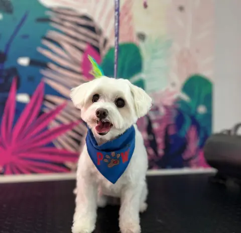 VooVPETS Pet Kuaför & Spa & Pet Shop Alacaatlı fotoğraf 5