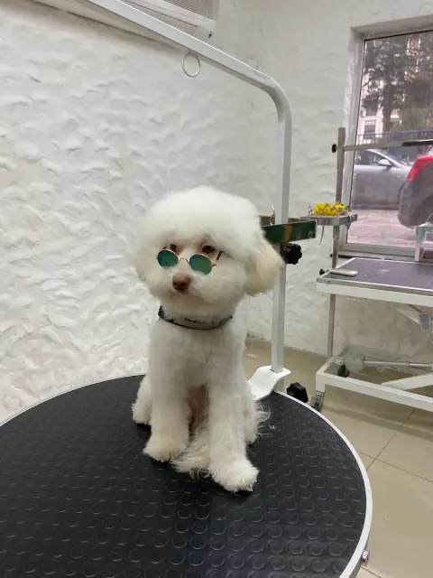 Pawsart Pet Kuaför | Pet Akademi fotoğraf 2