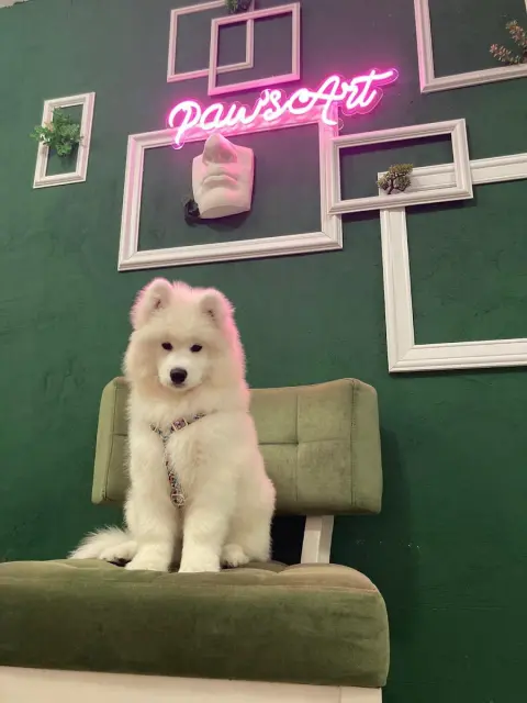 Pawsart Pet Kuaför | Pet Akademi fotoğraf 3