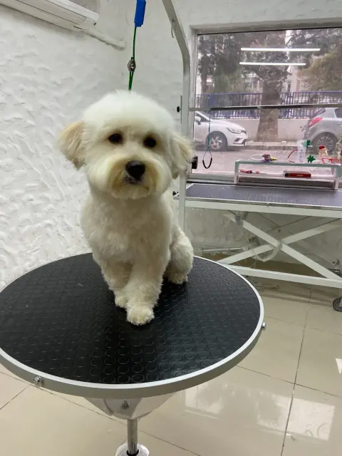 Pawsart Pet Kuaför | Pet Akademi fotoğraf 4