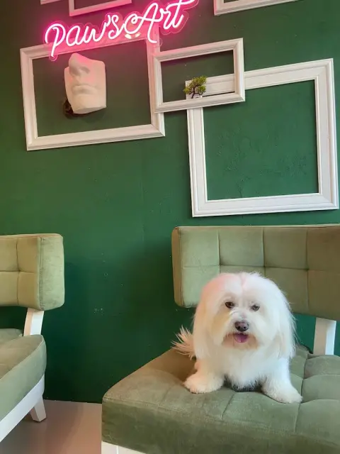 Pawsart Pet Kuaför | Pet Akademi fotoğraf 5