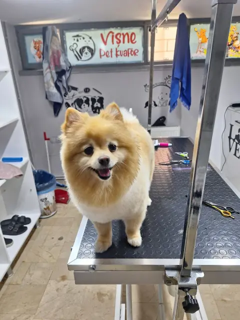 Vişne Veteriner Kliniği & Pet Kuaför