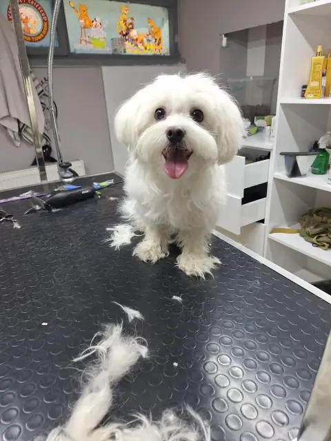 Vişne Veteriner Kliniği & Pet Kuaför fotoğraf 2