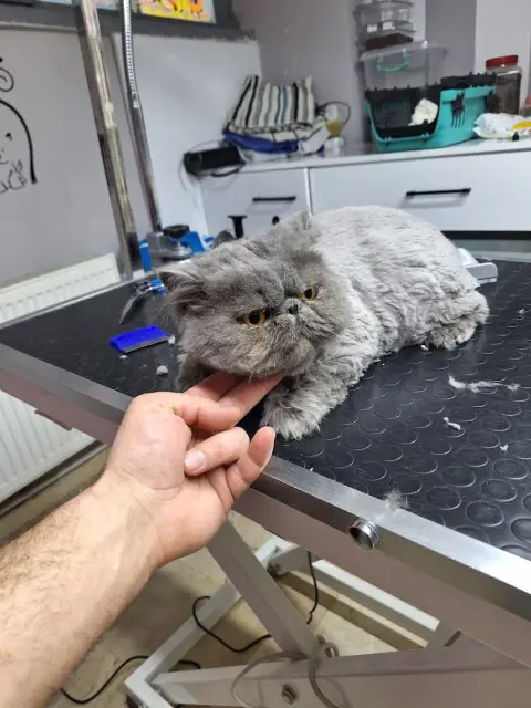Vişne Veteriner Kliniği & Pet Kuaför fotoğraf 3