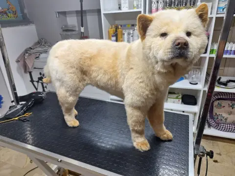 Vişne Veteriner Kliniği & Pet Kuaför fotoğraf 4