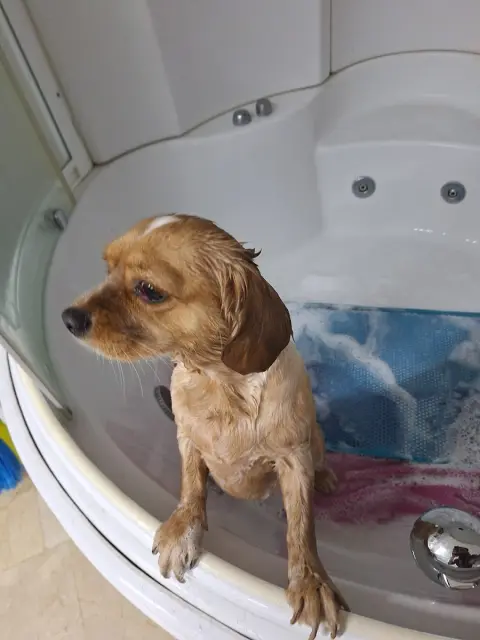 Vişne Veteriner Kliniği & Pet Kuaför fotoğraf 5