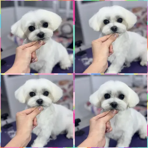 Petishh Pet Kuaför fotoğraf 2