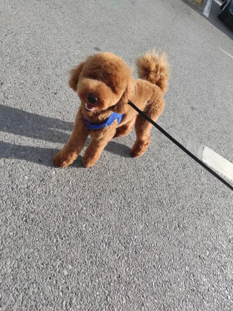 Petishh Pet Kuaför fotoğraf 4