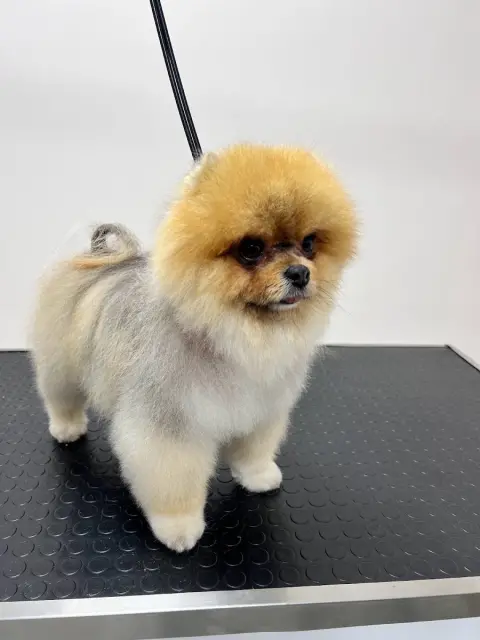 Konyaaltı As Pet Kuaför | грумер & PETSHOP fotoğraf 2
